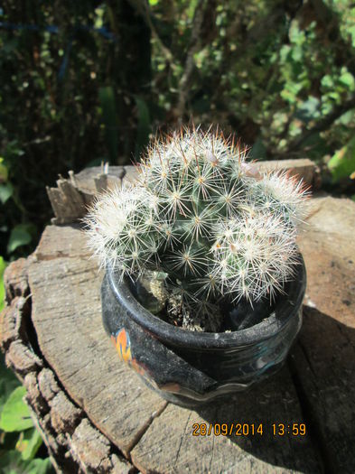 022 - cactusi