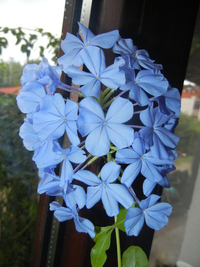 Plumbago auriculata (2014, Sep.28) - Plumbago auriculata