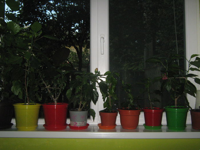 Picture My plants 1570 - Sfarsit de semptembrie-2014