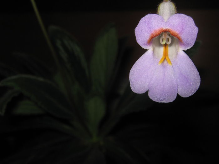 Picture My plants 1573 - Sfarsit de semptembrie-2014