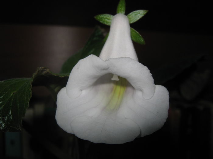 Picture My plants 1571 - Sfarsit de semptembrie-2014