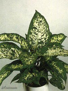 diefenbachia compacta