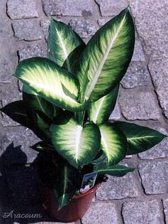diefenbachia marryane . - minuni ale naturii create de dumnezeu 9