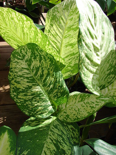 Starr_080117-2210_Dieffenbachia_sp_ - minuni ale naturii create de dumnezeu 9