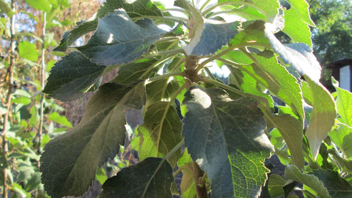 Mar; nu s-a dezvoltat in ramuri
