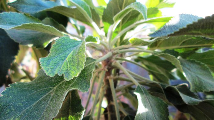 Mar; nu s-a dezvoltat in ramuri
