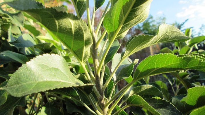 Mar; nu s-a dezvoltat in ramuri
