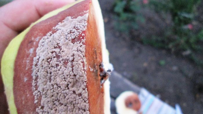 monilioza si ?; pe langa monilioza cred ca mai a fost un atac de insecte.
