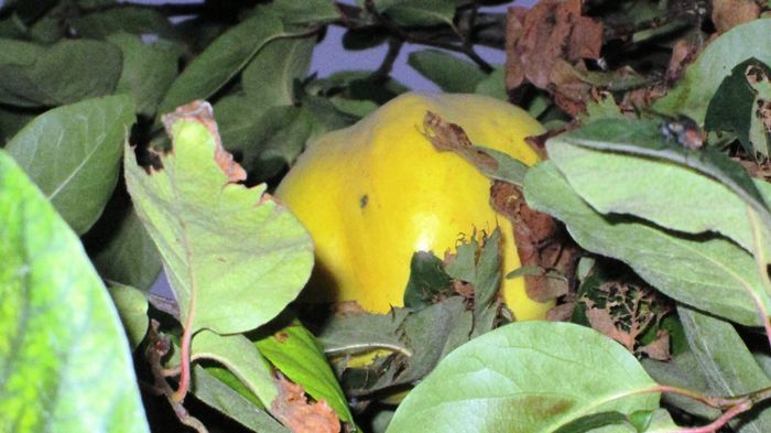 monilioza si ?; pe langa monilioza cred ca mai a fost un atac de insecte.
