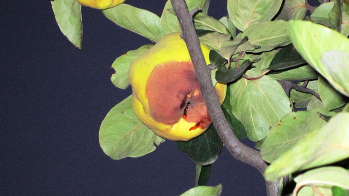 monilioza si ?; pe langa monilioza cred ca mai a fost un atac de insecte.
