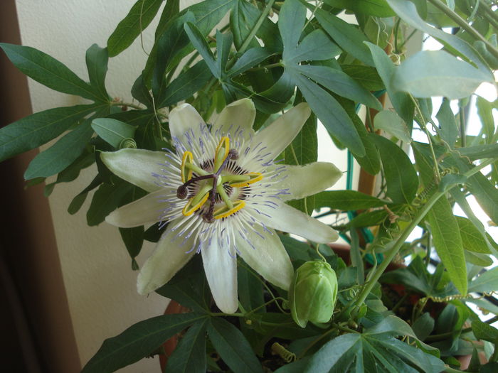 29.09.2014 - flori - passiflora