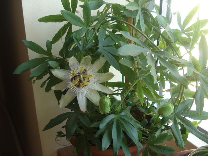 29.09.2014 - flori - passiflora