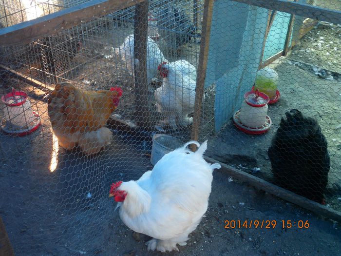 10293667_1545076672392799_8246955944345252322_o - TINERET 2014   2