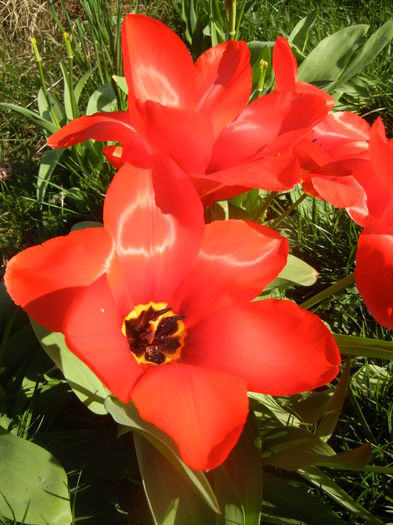 Tulipa Madame Lefeber (2014, March 30)