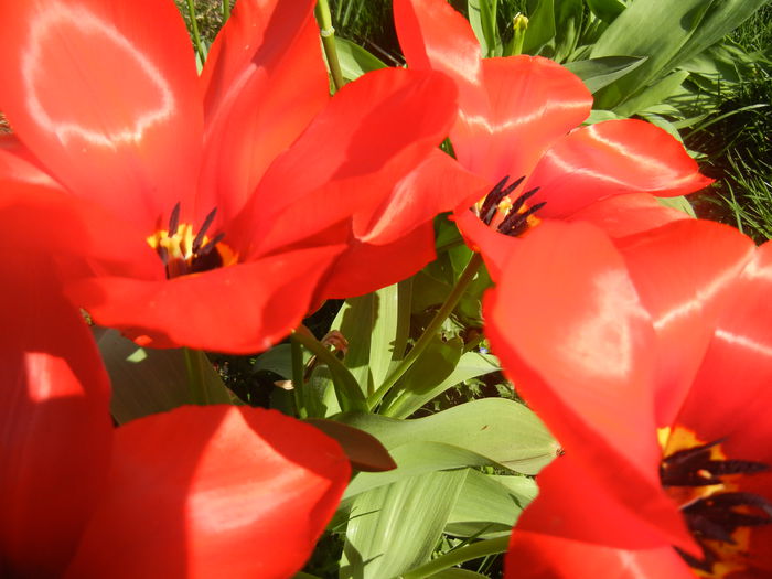 Tulipa Madame Lefeber (2014, March 30) - Tulipa Madame Lefeber