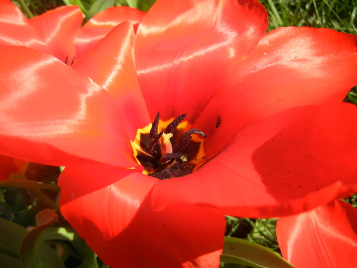 Tulipa Madame Lefeber (2014, March 30)