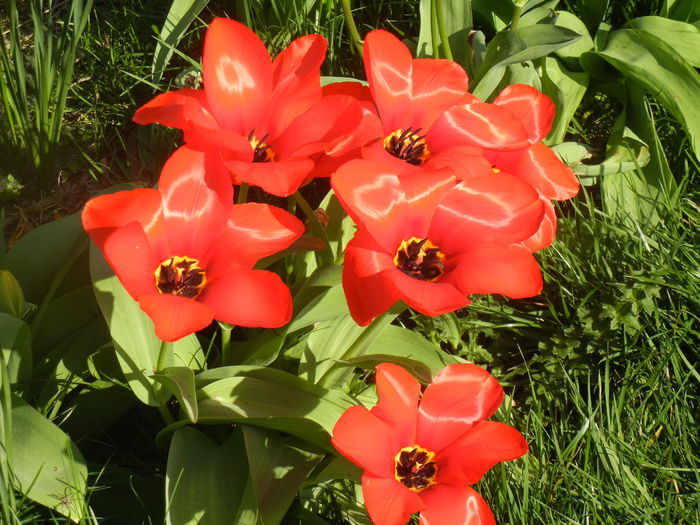 Tulipa Madame Lefeber (2014, March 30) - Tulipa Madame Lefeber