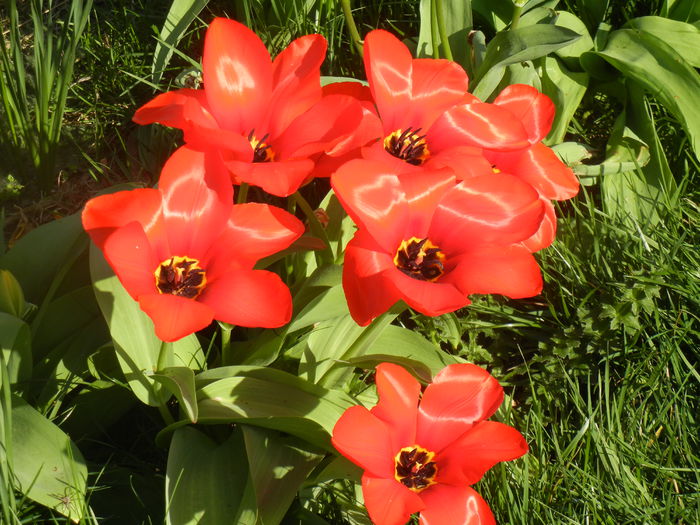 Tulipa Madame Lefeber (2014, March 30)