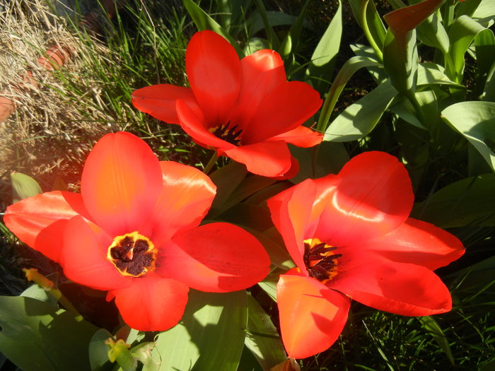 Tulipa Madame Lefeber (2014, March 30)