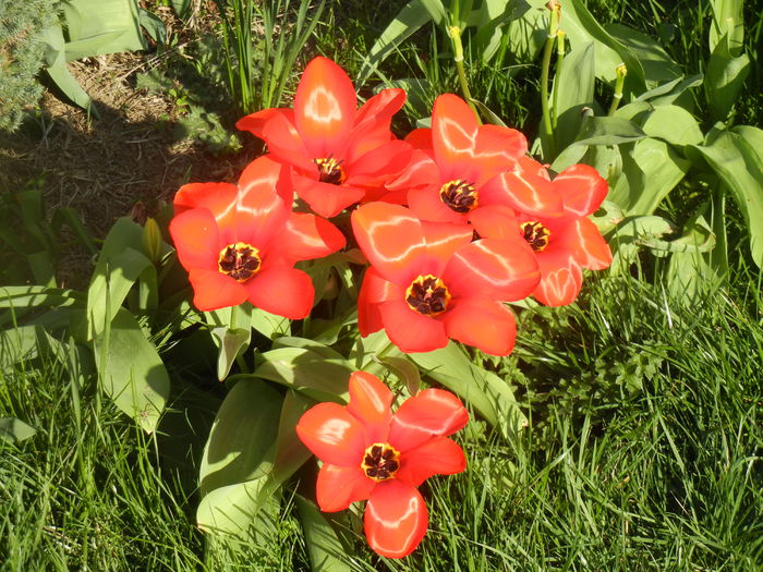 Tulipa Madame Lefeber (2014, March 30)