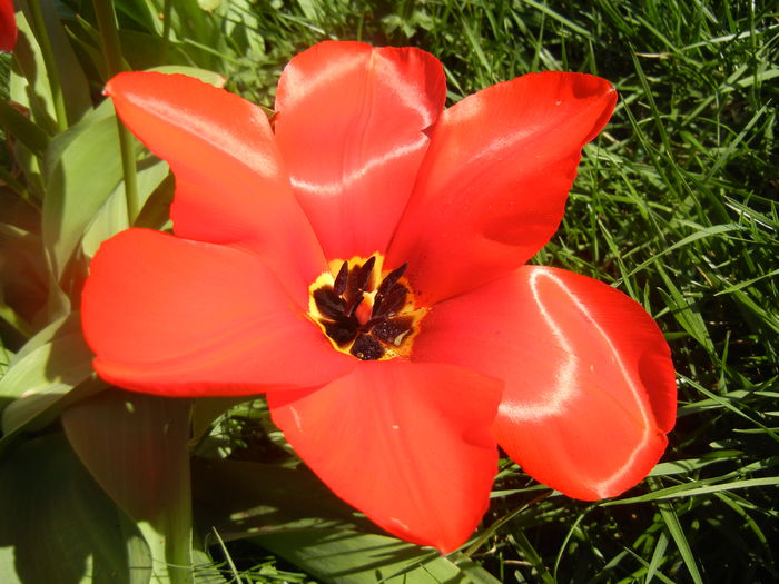 Tulipa Madame Lefeber (2014, March 30) - Tulipa Madame Lefeber
