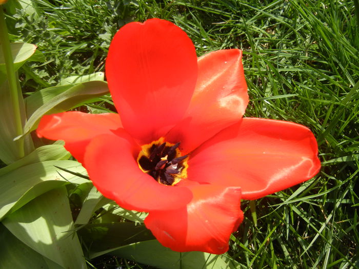 Tulipa Madame Lefeber (2014, April 01)