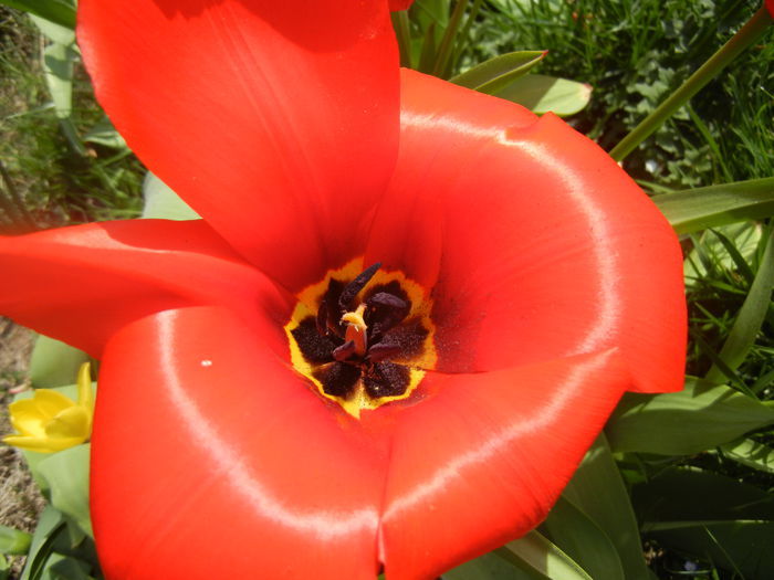 Tulipa Madame Lefeber (2014, April 01)