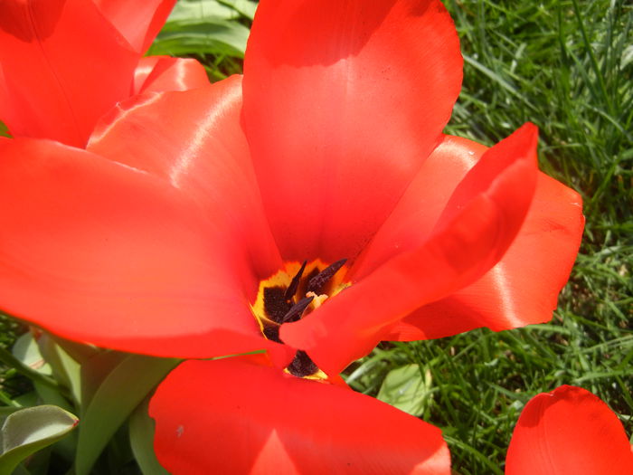 Tulipa Madame Lefeber (2014, April 01)