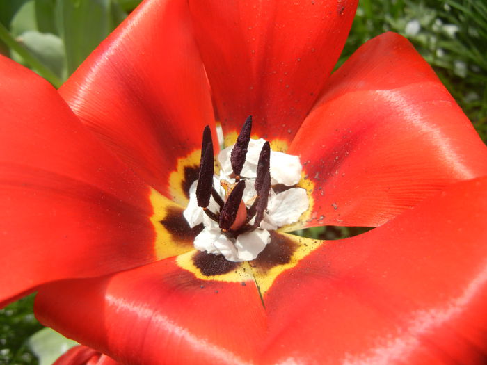 Tulipa Madame Lefeber (2014, April 03)