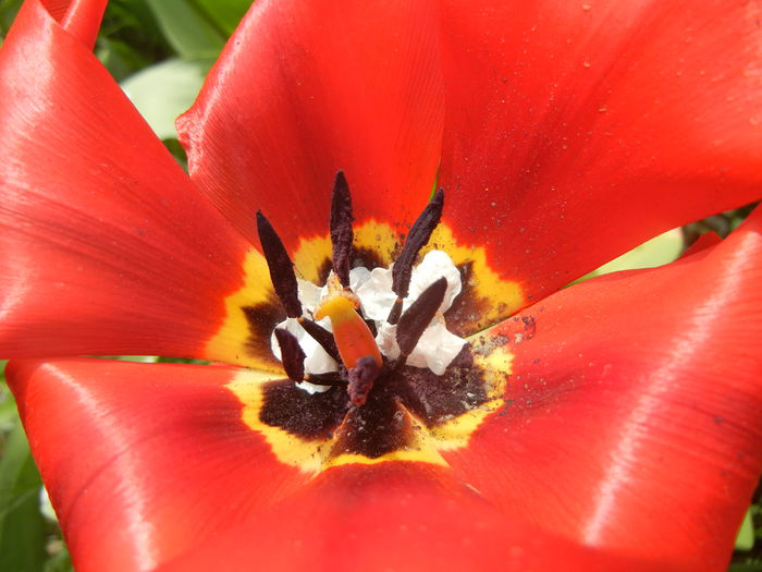 Tulipa Madame Lefeber (2014, April 03) - Tulipa Madame Lefeber