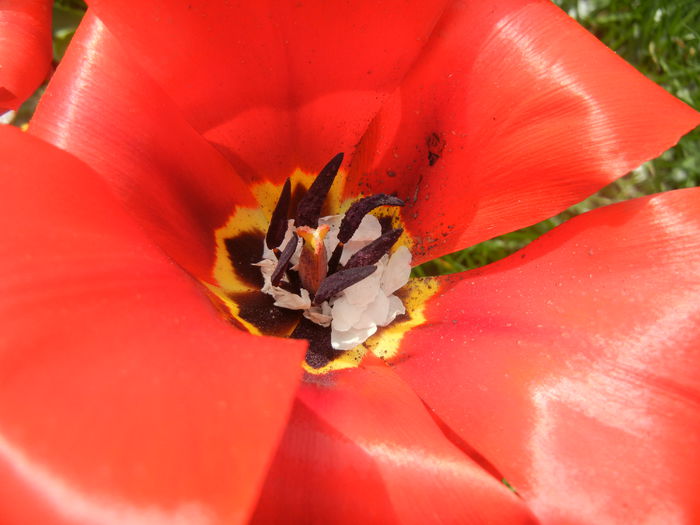 Tulipa Madame Lefeber (2014, April 03) - Tulipa Madame Lefeber