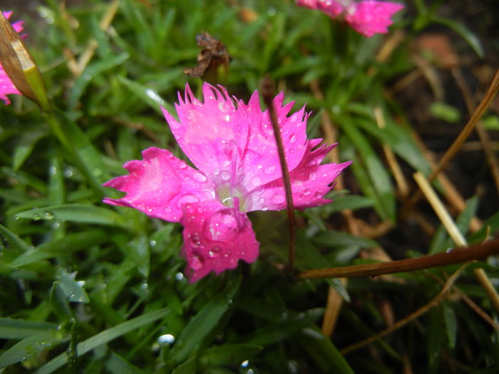Dianthus Kahori (2014, September 15)