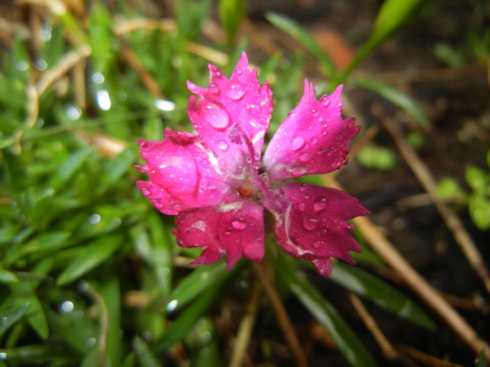 Dianthus Kahori (2014, September 15)