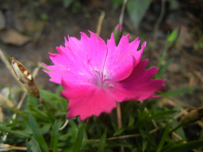 Dianthus Kahori (2014, September 25)