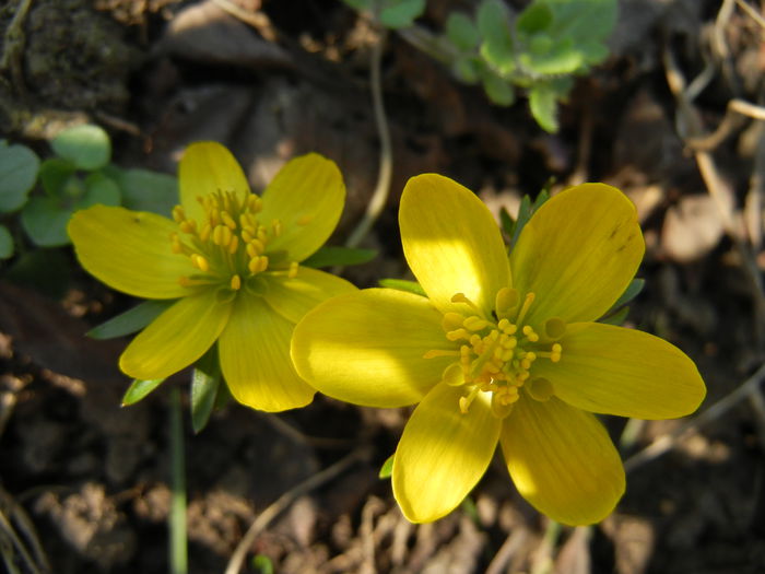 Eranthis hyemalis (2014, March 12)