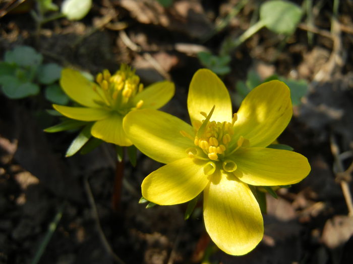 Eranthis hyemalis (2014, March 12)