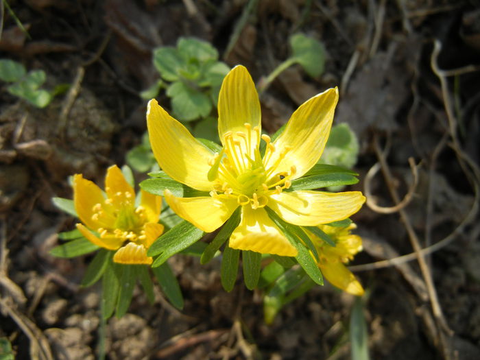 Eranthis hyemalis (2014, March 17)