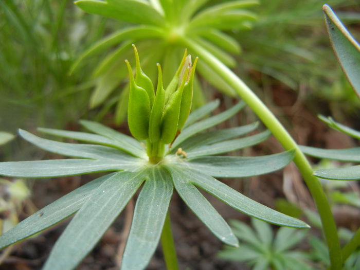 Eranthis hyemalis_Seeds (2014, Mar.29) - ERANTHIS Hyemalis_Aconite