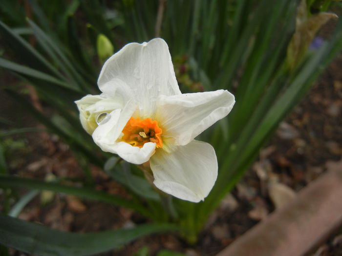 Narcissus Geranium (2014, March 25)