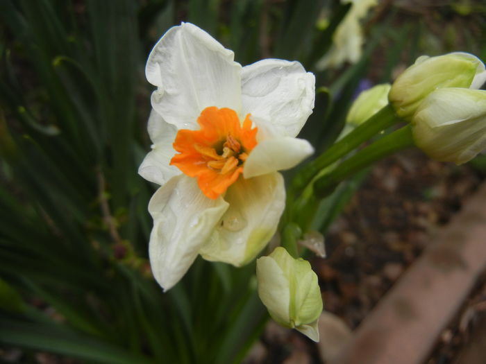Narcissus Geranium (2014, March 25)