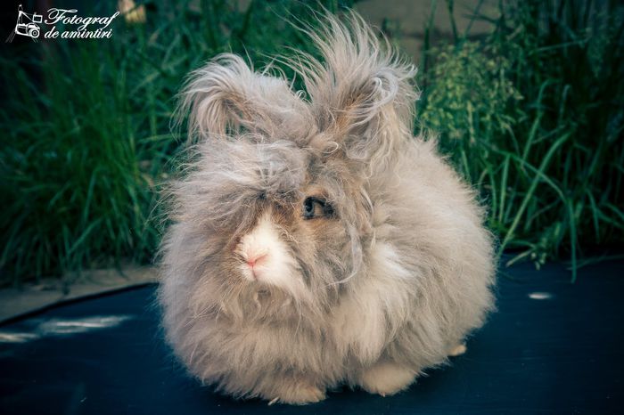 Angora Englez - 00-Contact