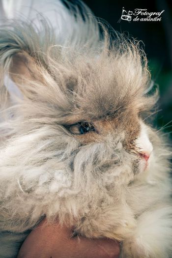 Angora Englez