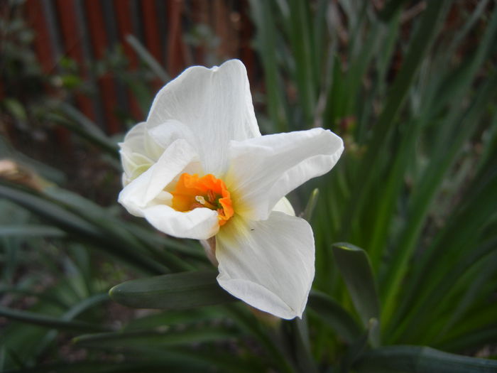 Narcissus Geranium (2014, March 26)