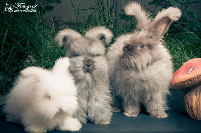 Angora Englez