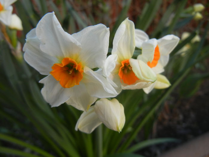 Narcissus Geranium (2014, March 27)