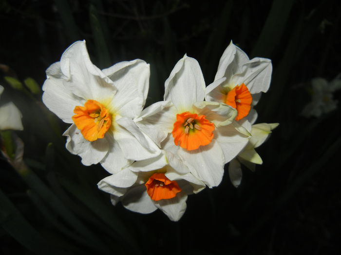 0328 Narcissus Geranium (2014, March 28)03