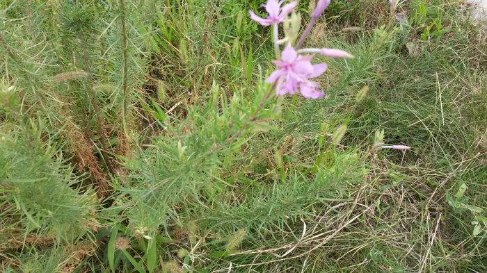 August 2014 - Zburatoare - Chamaenerion angustifolium