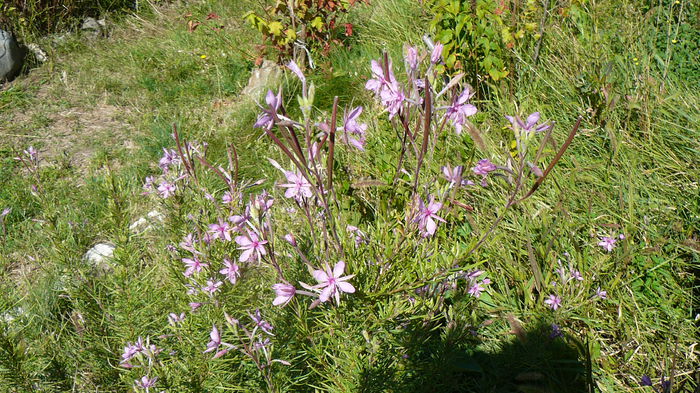 August 2014 - Zburatoare - Chamaenerion angustifolium