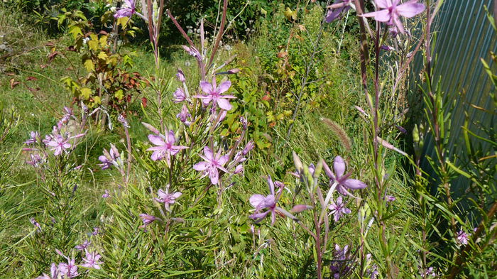 August 2014 - Zburatoare - Chamaenerion angustifolium