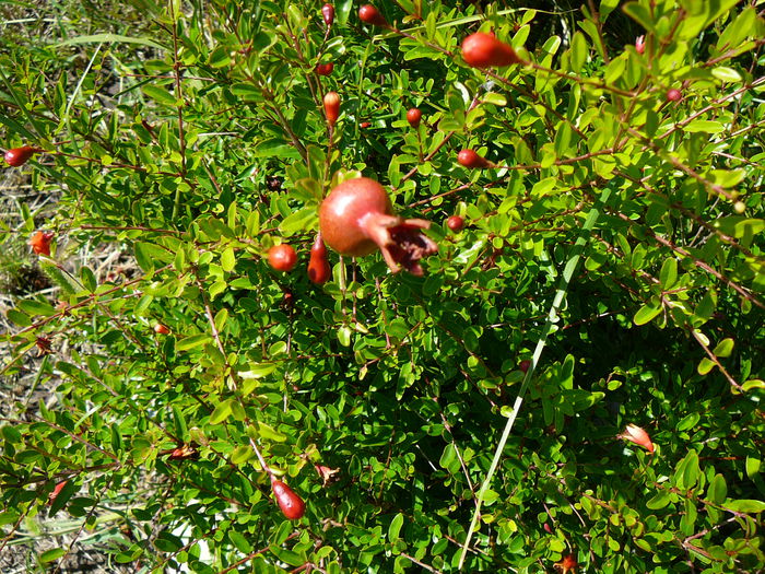 P1240307 - Rodia pitica-Punica granatum nana